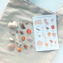 Load image into Gallery viewer, MANDY’S SHELL COLLECTION Sticker Sheet